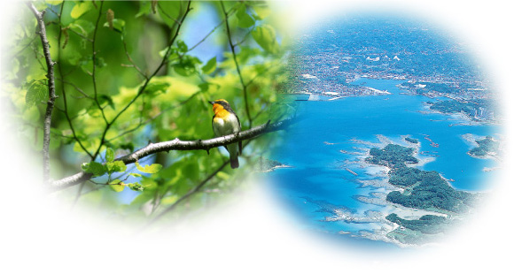 �G�R�a�̎R�g�b�v�C���[�W